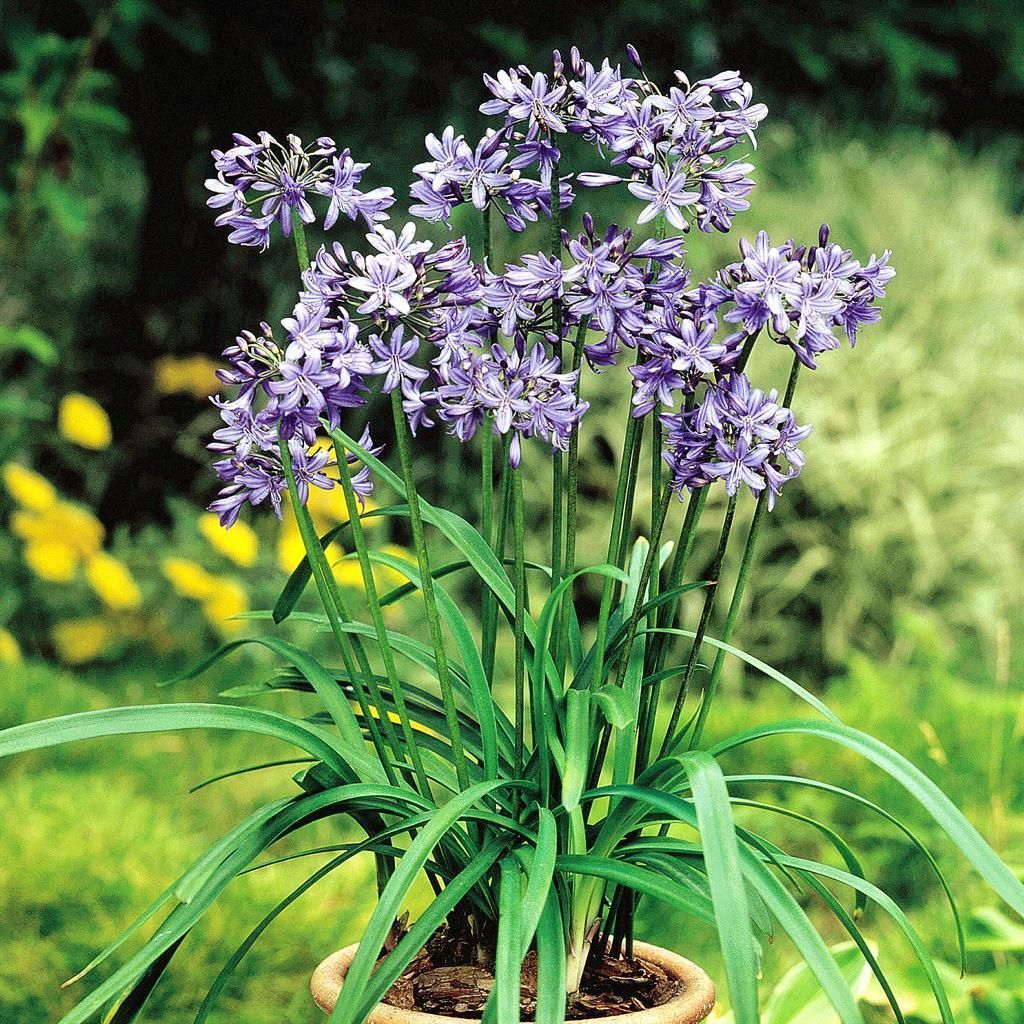 Schmucklilie blau  Agapanthus