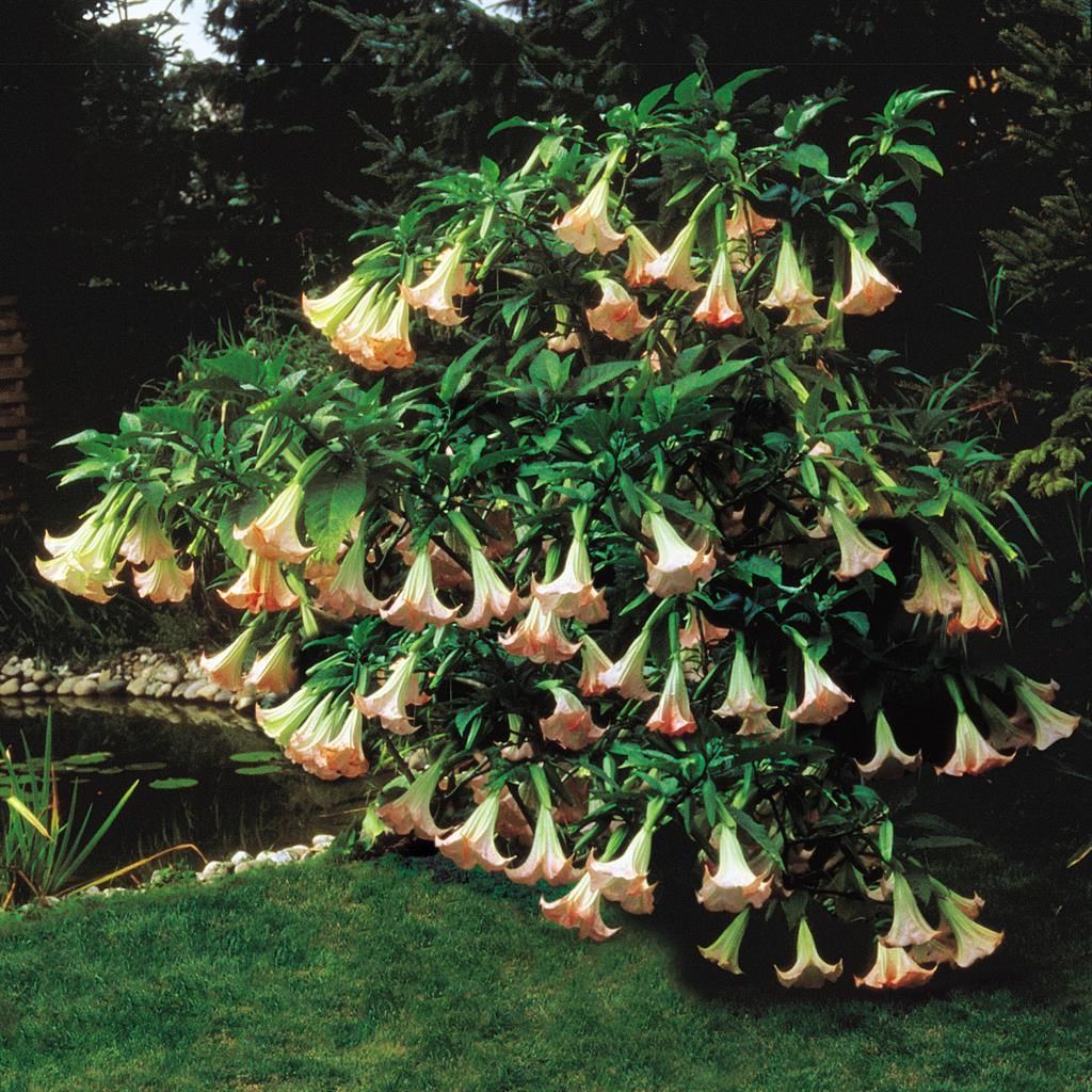 petunien saatgut Petunien-Samen  Schwarze Samtpetunie fr elegante Gartenbepflanzung  Pure  Asia Seeds