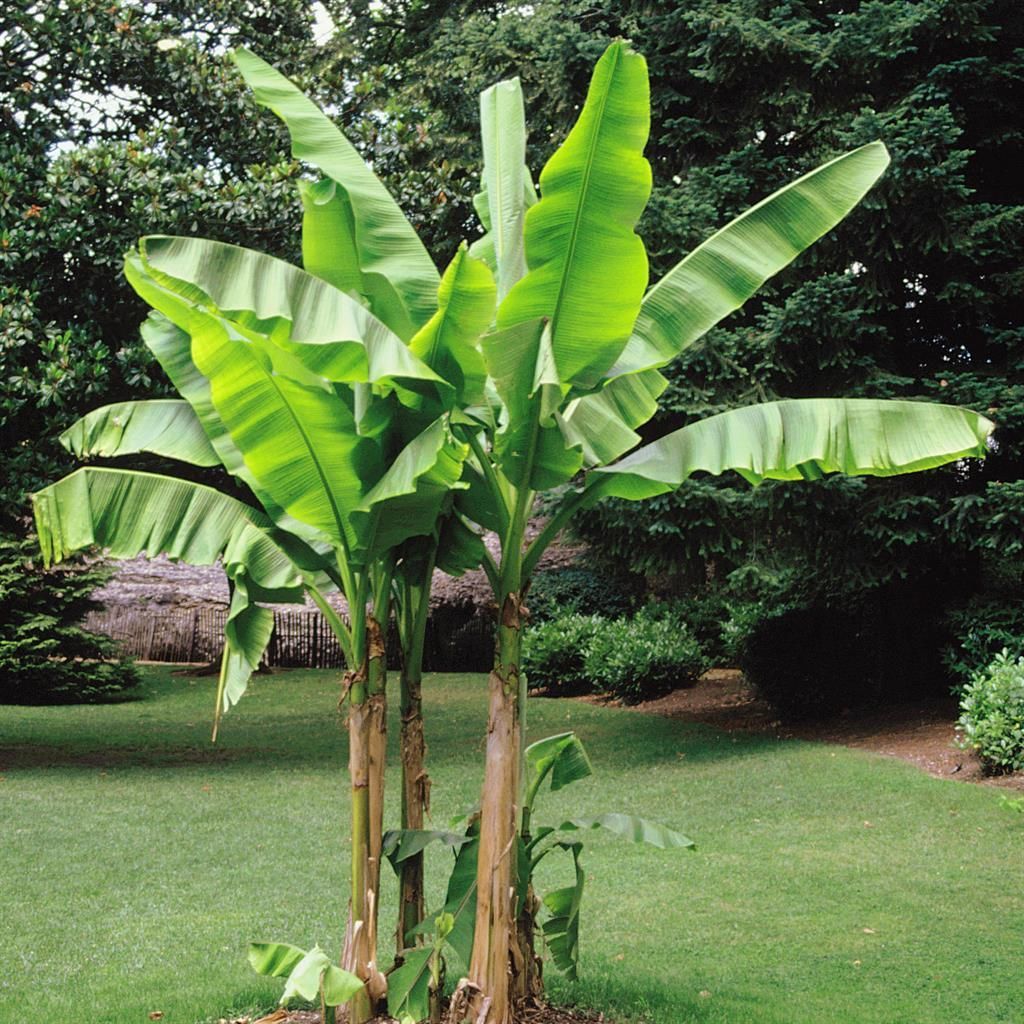 Bananenbaum Musa Basjoo  Topfpflanze