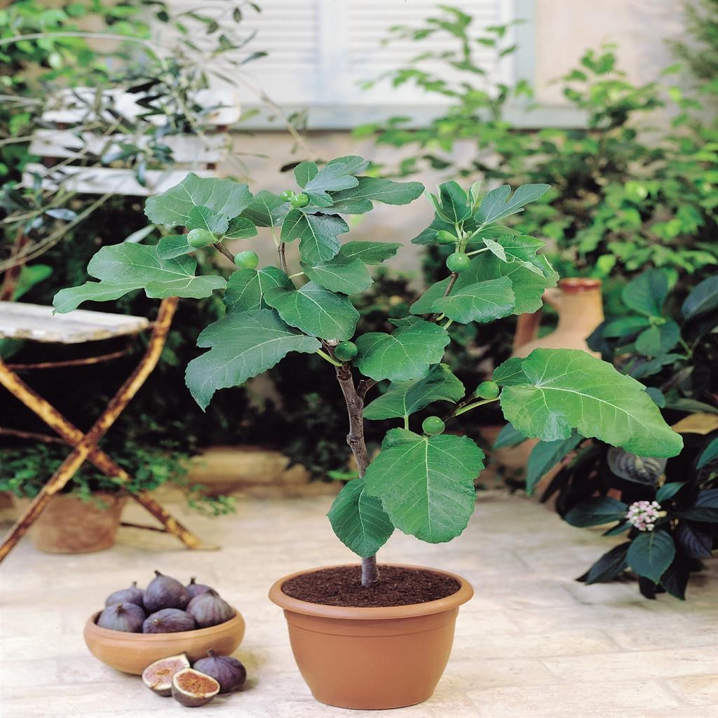 ficus elastica shivereana variegata Ficus elastica 'Shivereana' main image 0