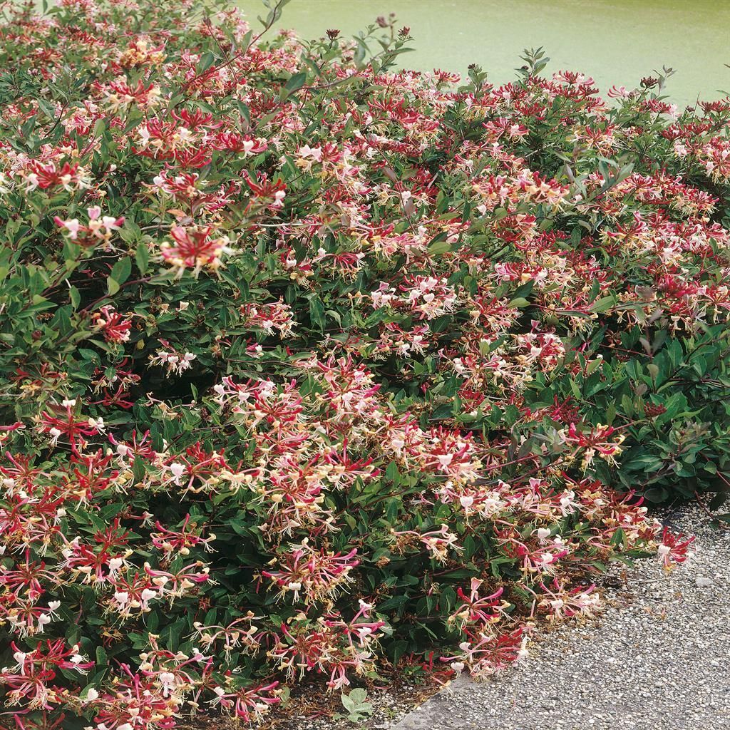 Kaufen Sie Lonicera Zwei-Farben 14 cm Topf direkt bei Meingartenshop.de