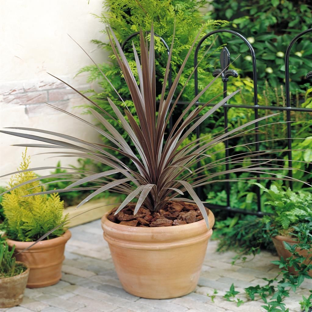 Keulenlilie Red Star | Robuste Pflanze fr jeden Garten