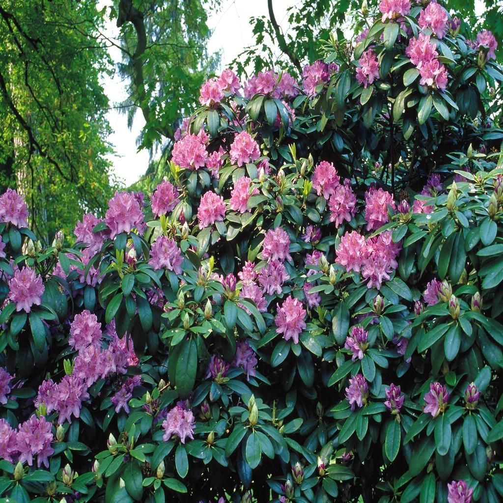 Rhododendron catawbiense Blau  Immergrn und frosthart
