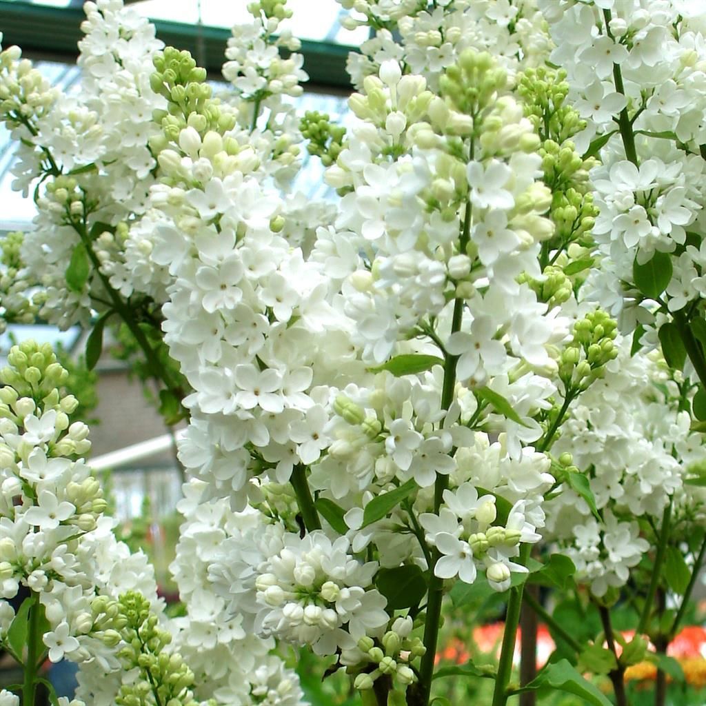 Weisser Flieder Strauch  Flieder fr Ihren Garten