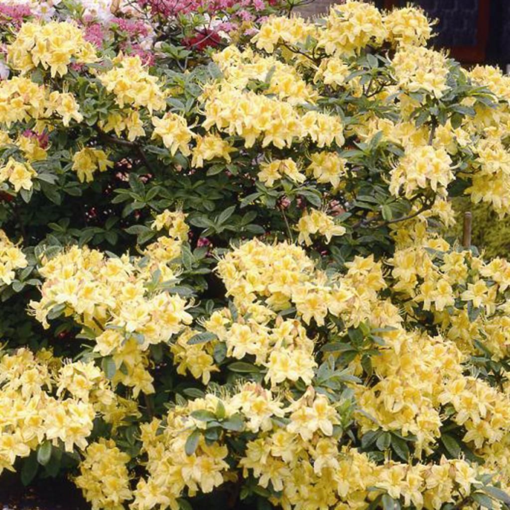 Gartenazalee mit gelben Blten