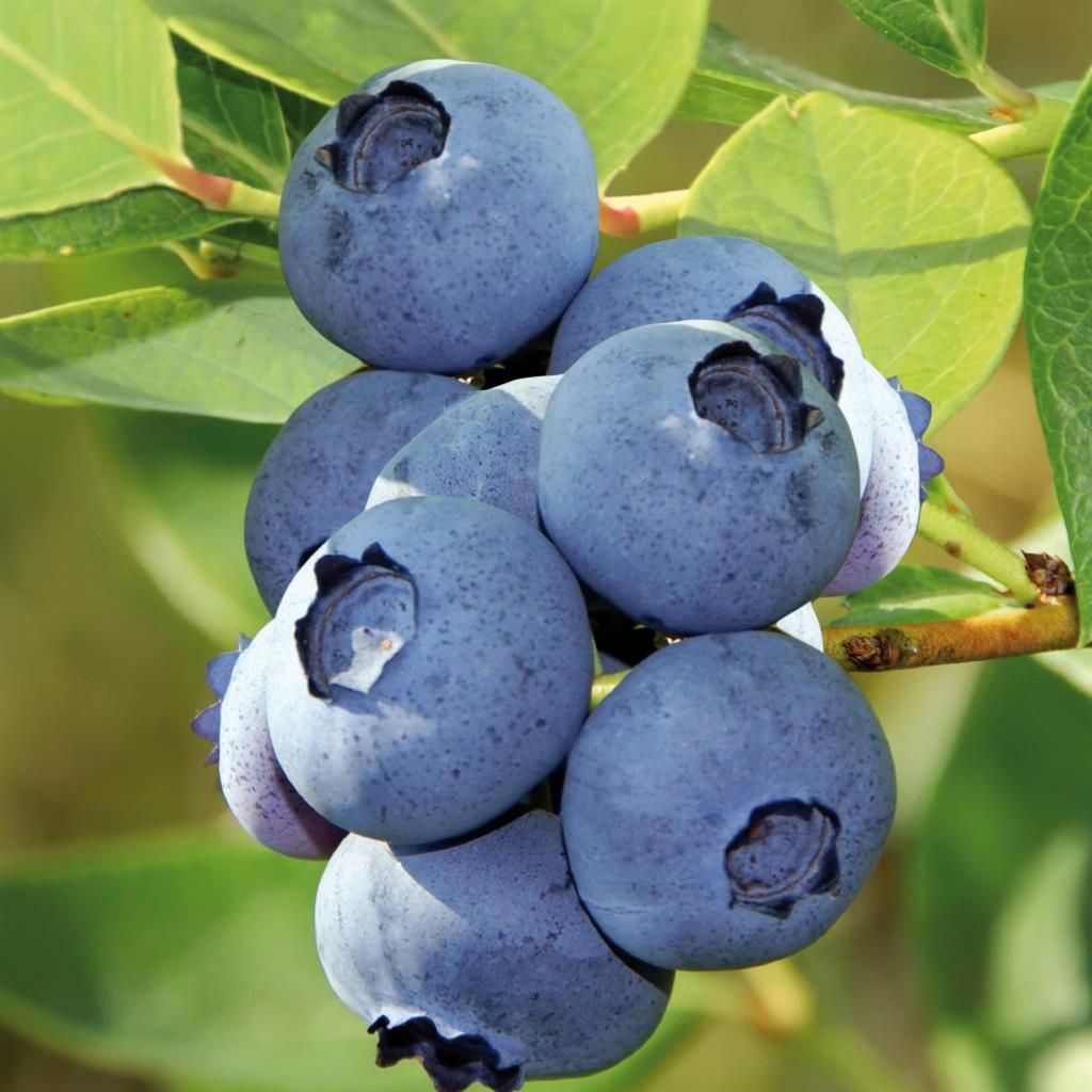 Amerikanische Riesen Heidelbeere  Blue Crop
