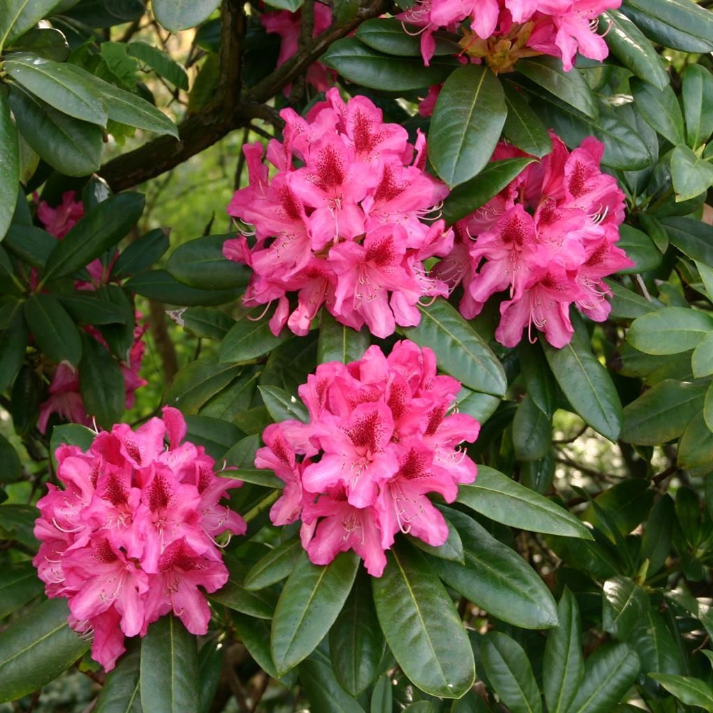 Rhododendron gnstig kaufen - Meingartenshop.de