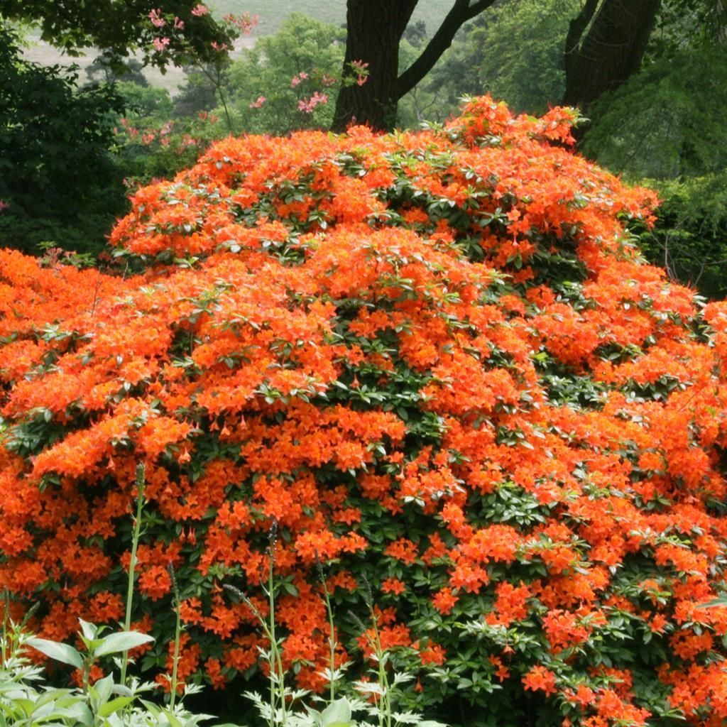 Orange Gartenpflanzen gnstig kaufen - Meingartenshop.de