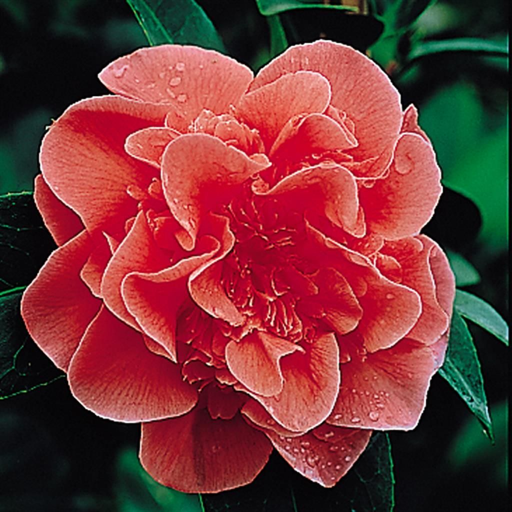 Kamelie  Camellia japonica Rot
