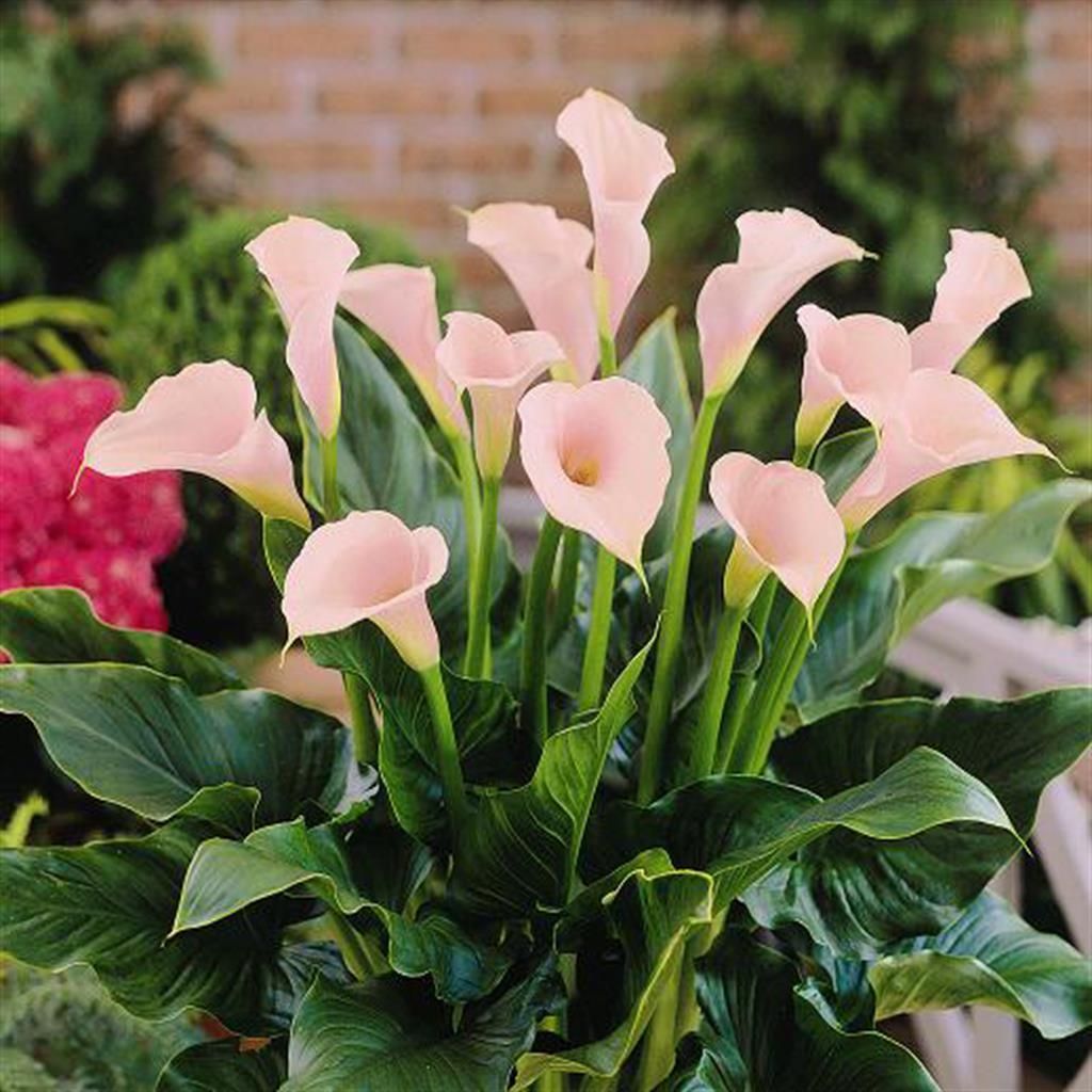 Calla Zazu  Rosa