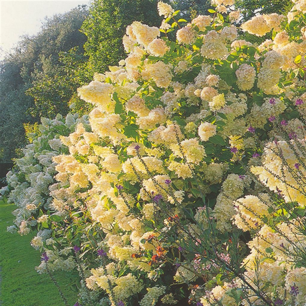 Rispenhortensie Grandiflora  Weie Blten