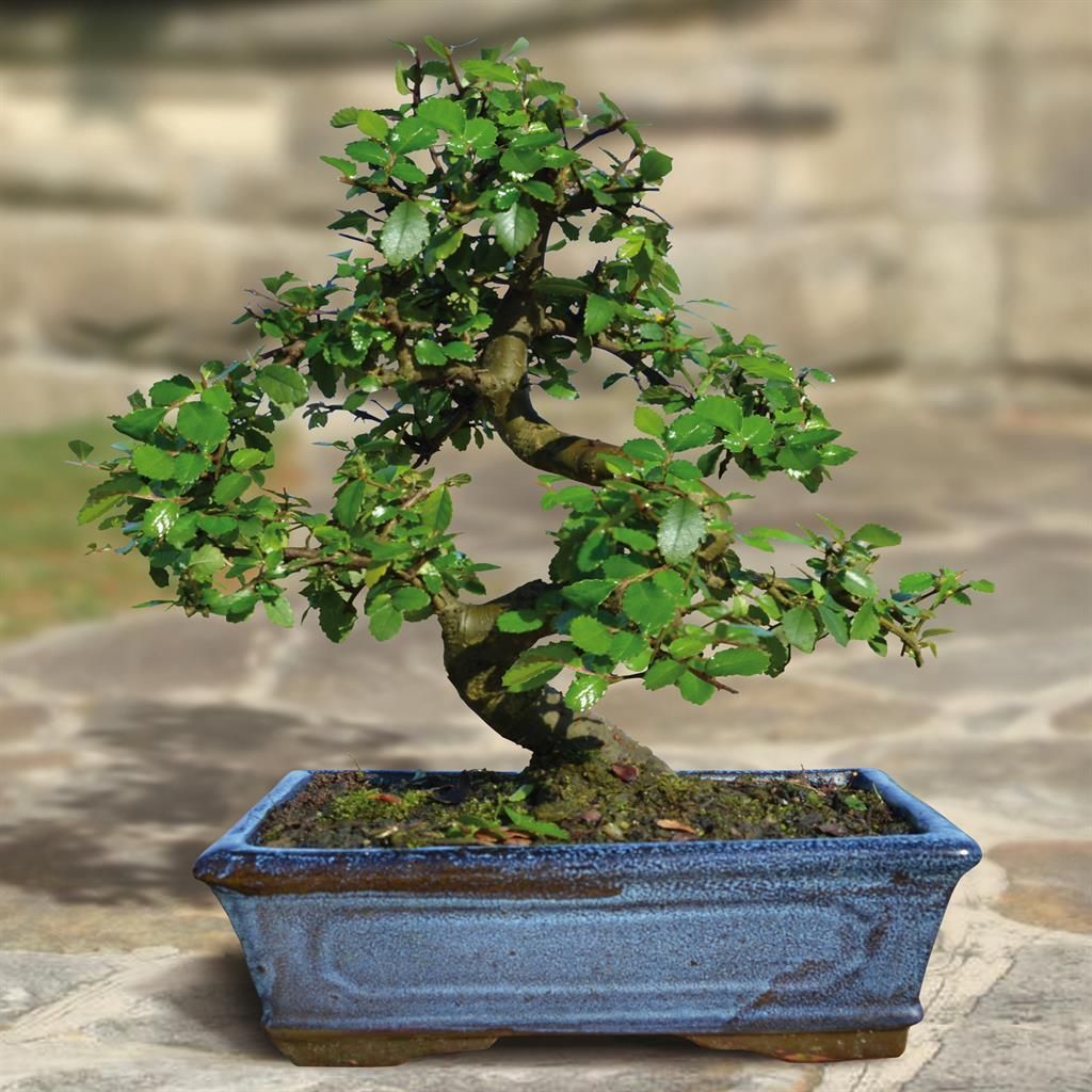 elefantenohr pflanze kaufen Alocasia Frydek Elefantenohr 60cm 19cm Zimmerpflanze pflegeleicht grün