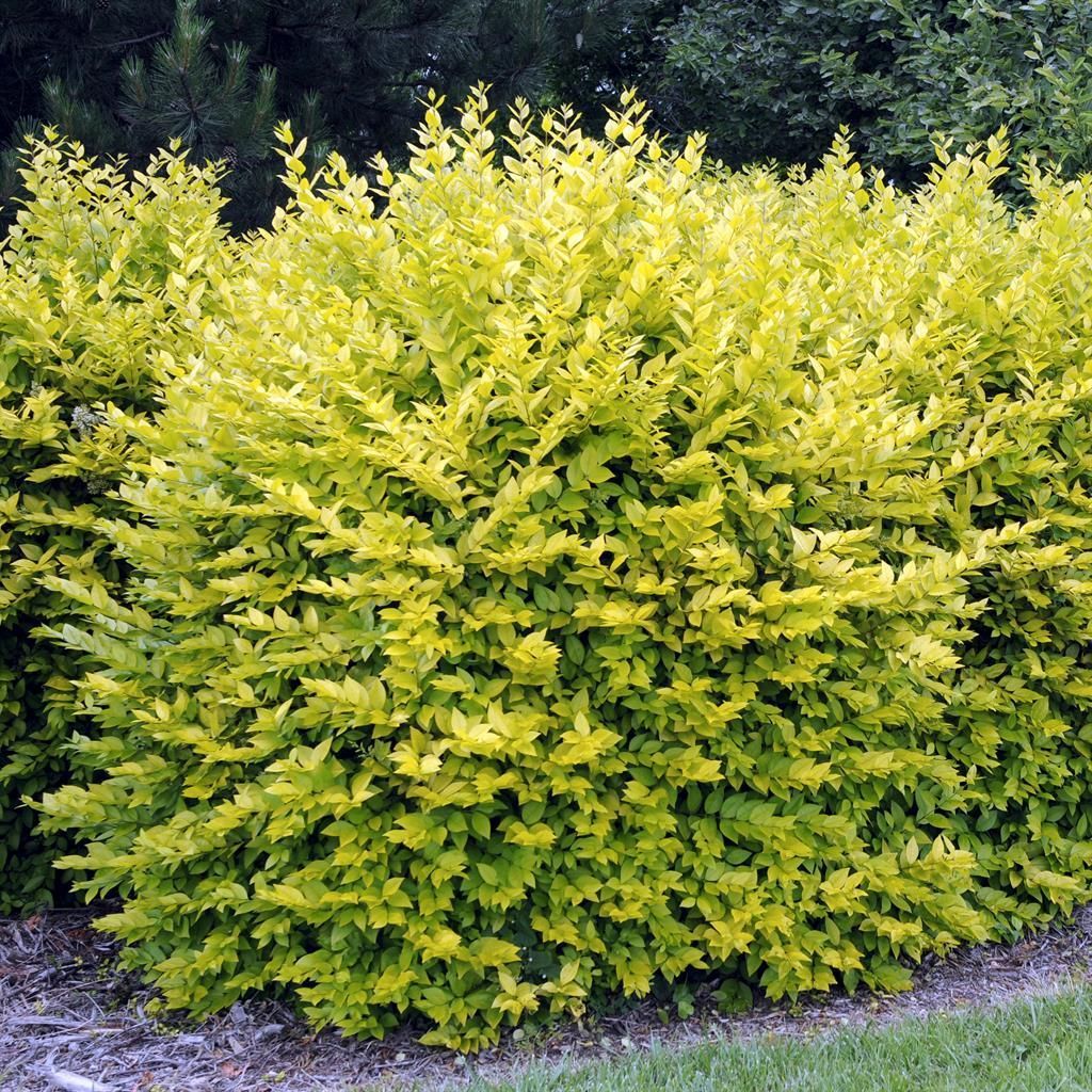 Ligustrum 'Aureum'  Heckenpflanze