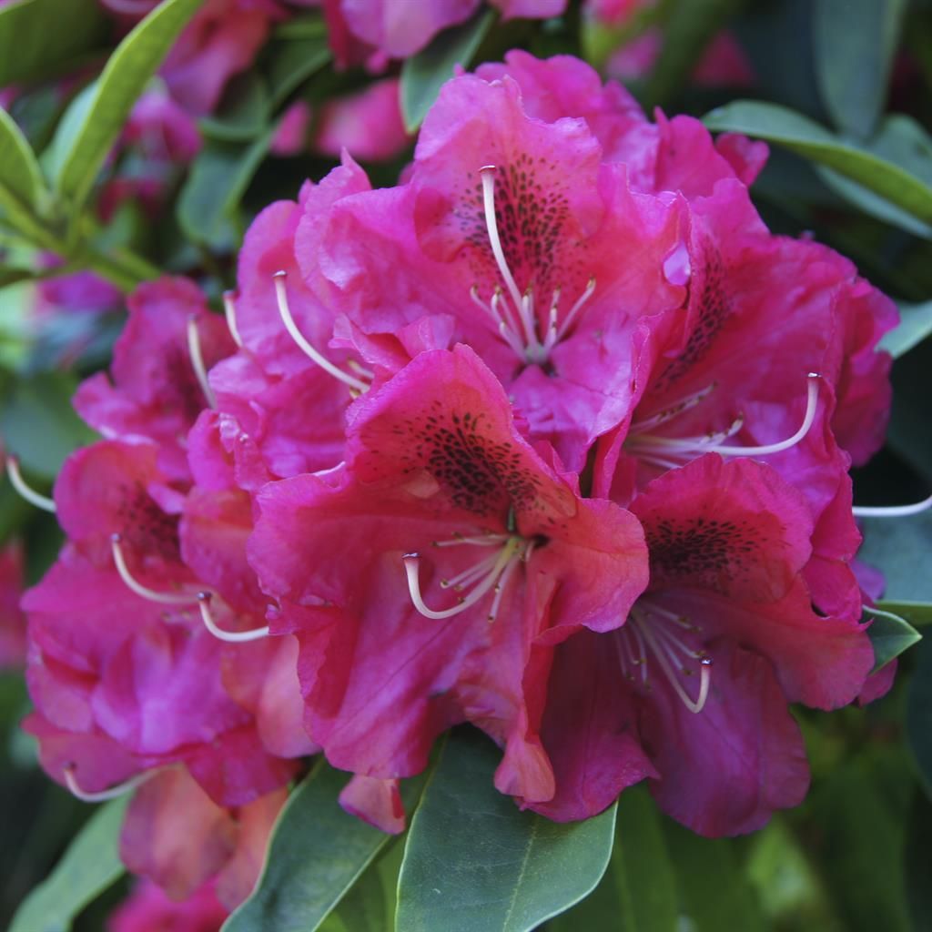 Rhododendron gnstig kaufen - Meingartenshop.de