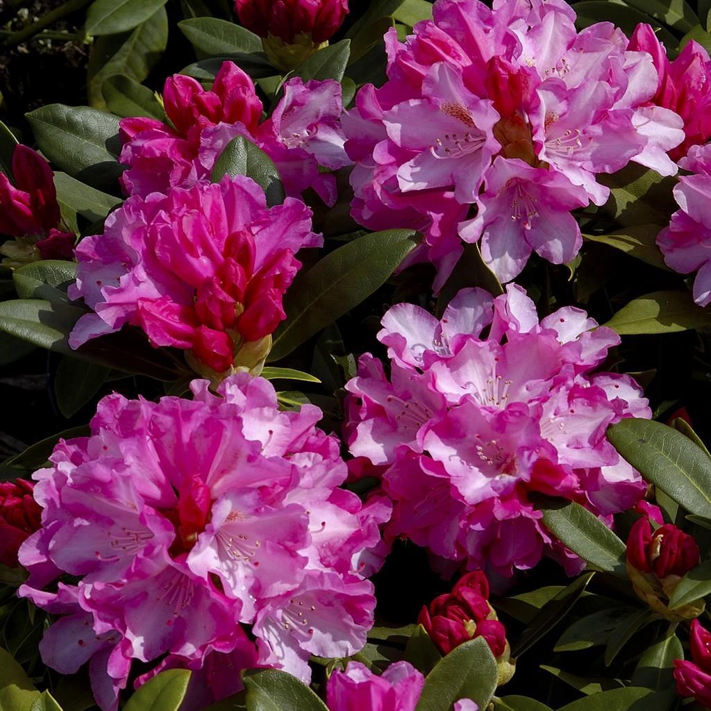 wiesmoor rhododendron Percy Wiseman Rhododendron | Color-Changing Blooms main image 0