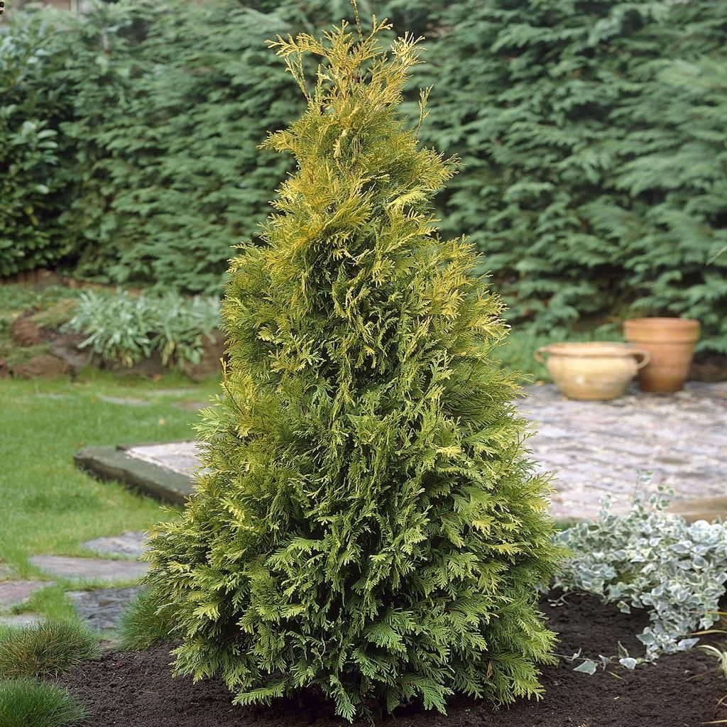 Thuja gnstig kaufen - Meingartenshop.de