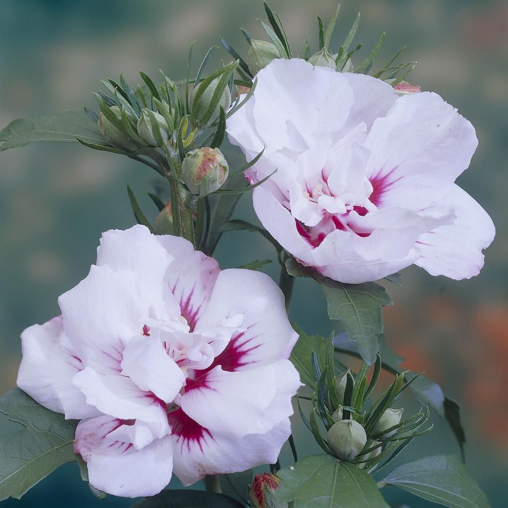 Hibiskus gnstig kaufen - Meingartenshop.de