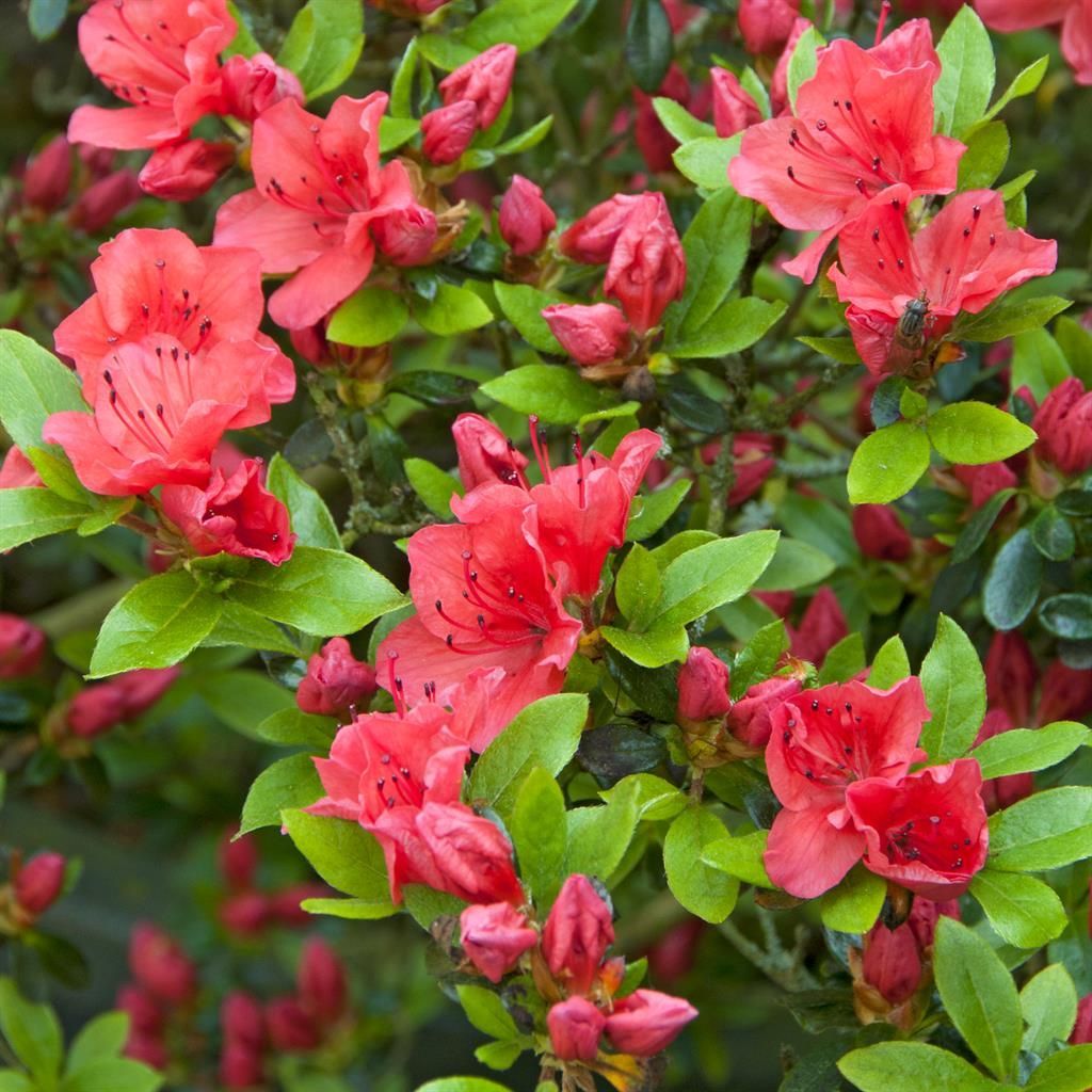 Rhododendron Geisha  immergrner Strauch