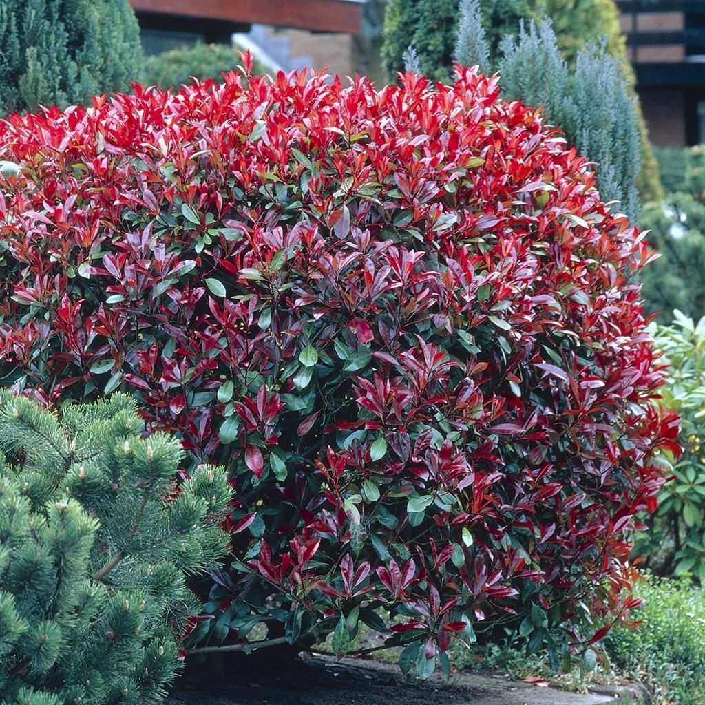 gummibaum für draußen Gummibaum 'Robusta' XXL-Größe kaufen main image 1