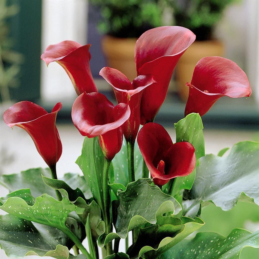 Calla Lilienzwiebel  Violette Blumen