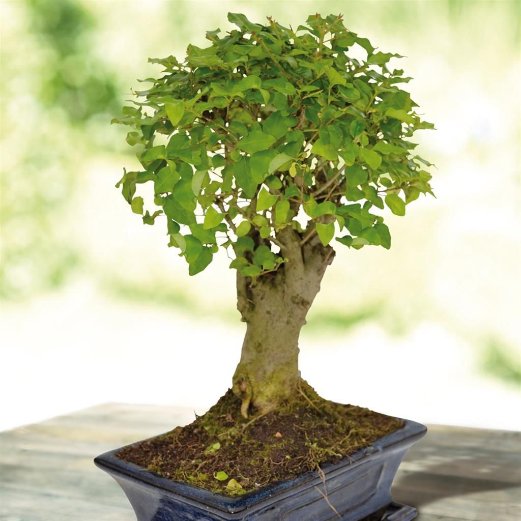 elefantenohr draußen sonne Elefantenohr (Alocasia portodora) kaufen