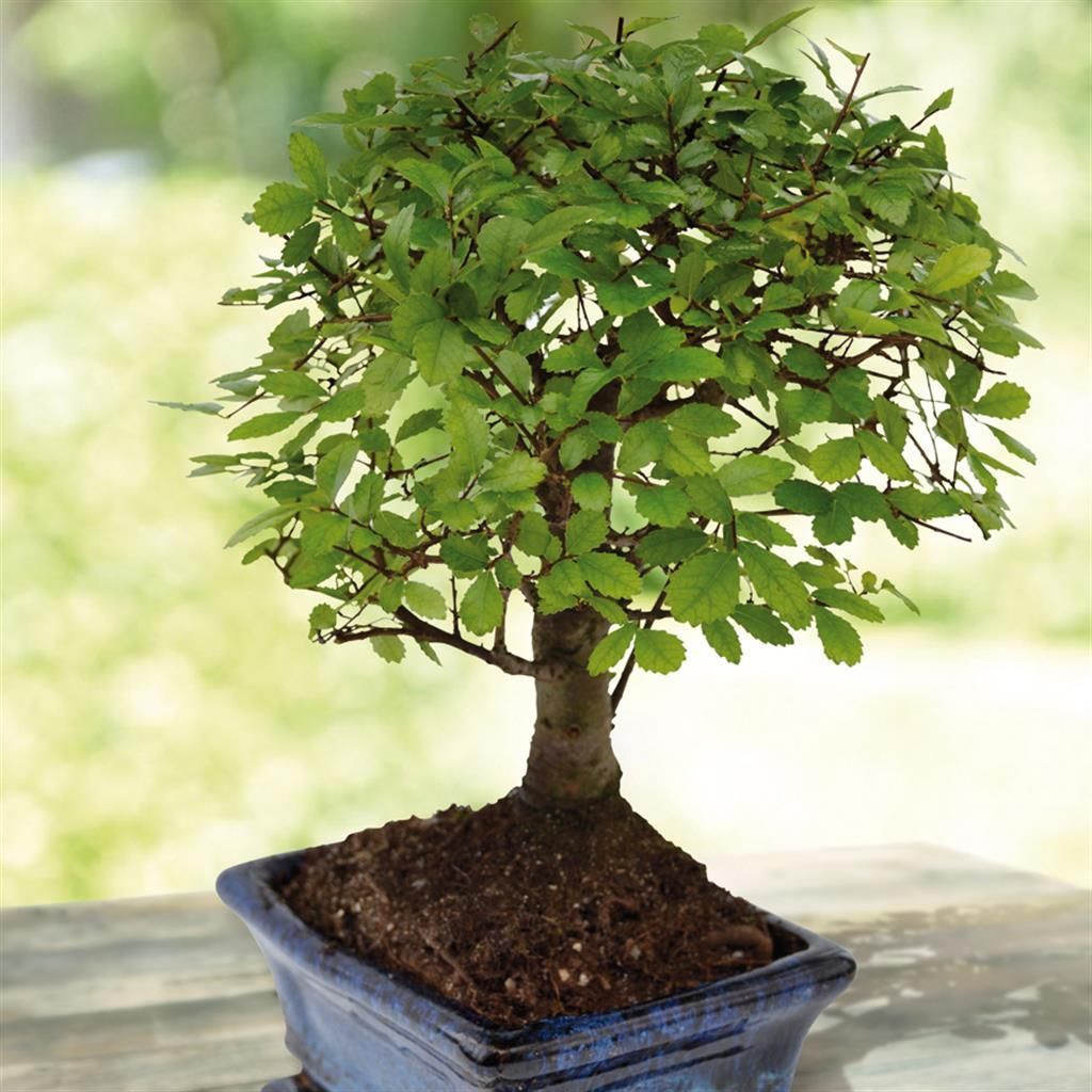 Bonsai im Freien gnstig kaufen - Meingartenshop.de