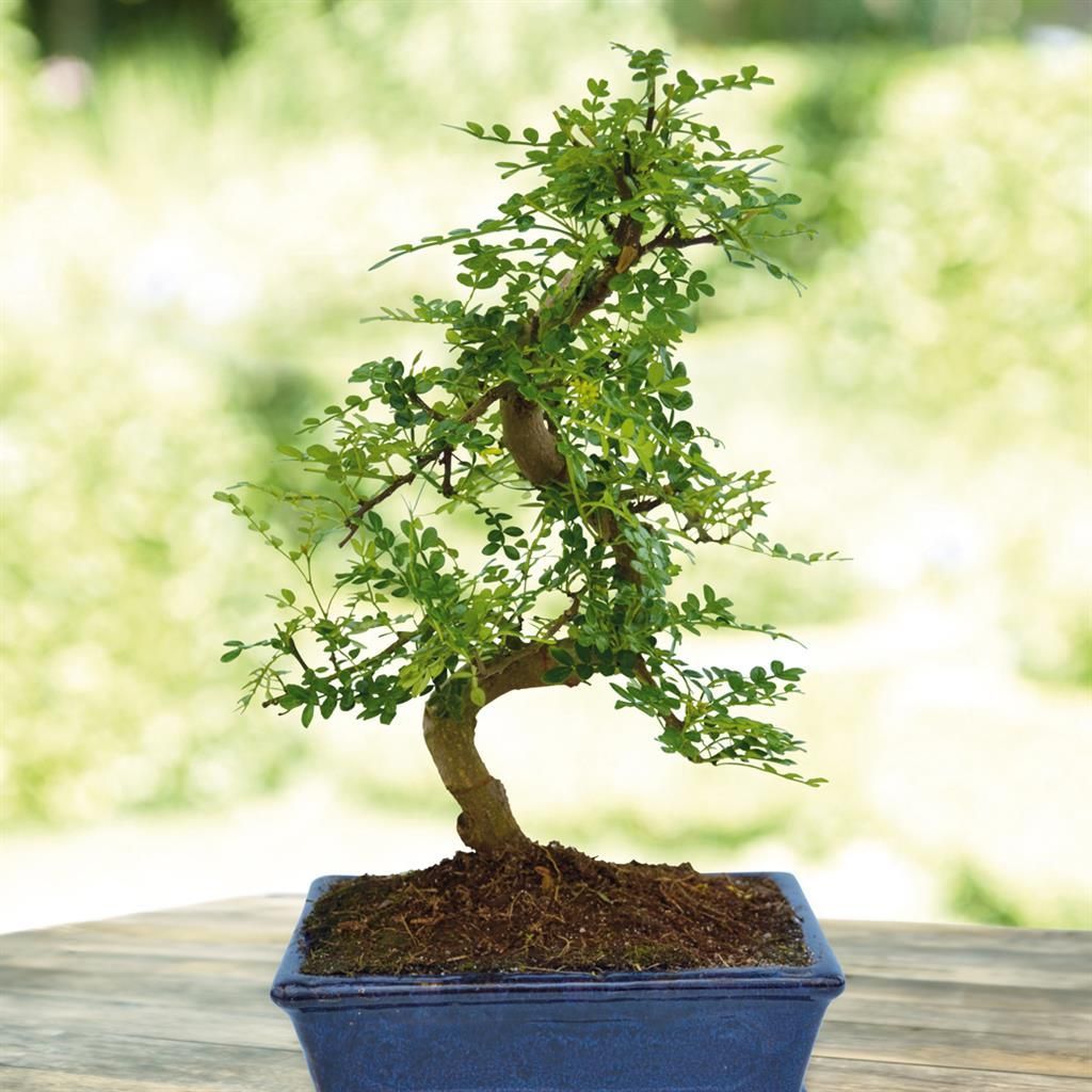 Bonsai im Freien gnstig kaufen - Meingartenshop.de