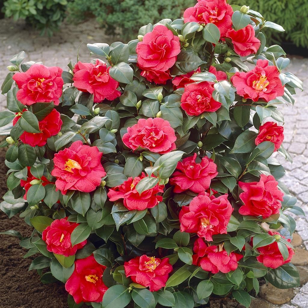 Kamelie Japonica Rot