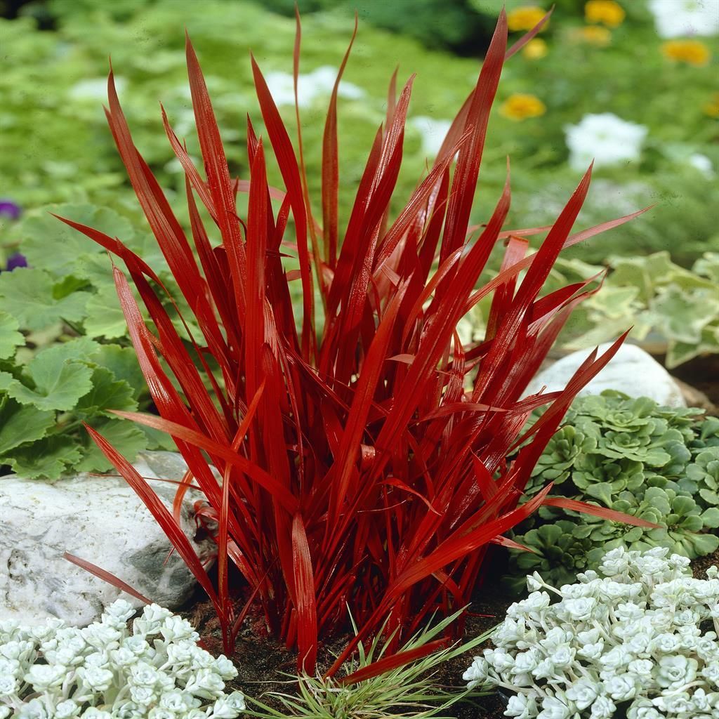 Japanisches Blutgras 'Red Baron