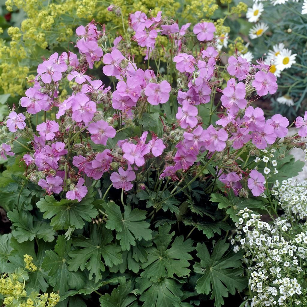 Storchschnabel 'Karmina'  Robust und farbenfroh
