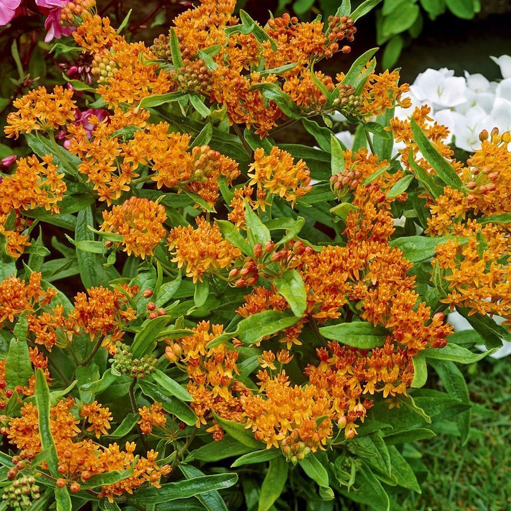 Orange Gartenpflanzen gnstig kaufen - Meingartenshop.de