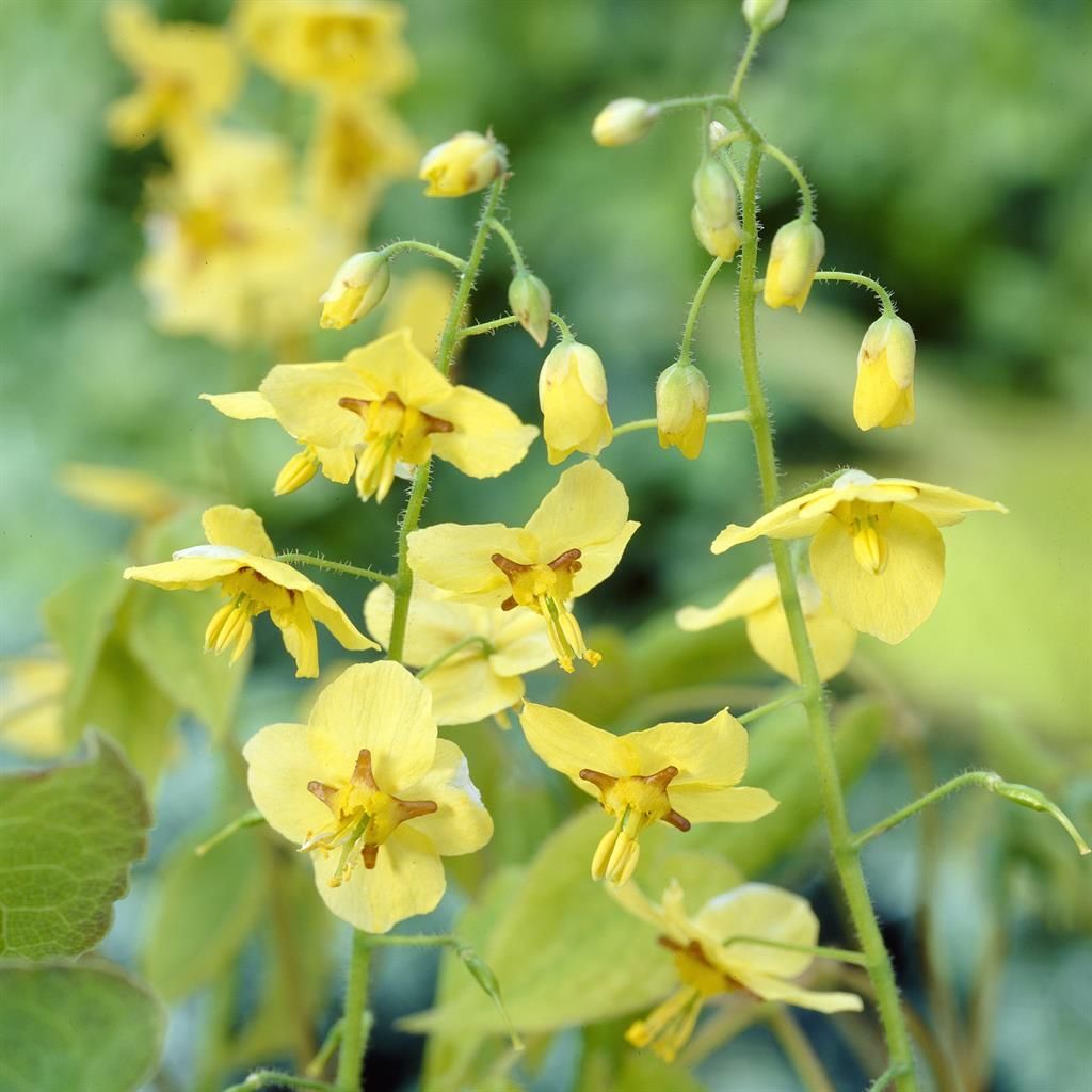 Gelbe Gartenpflanzen gnstig kaufen - Meingartenshop.de