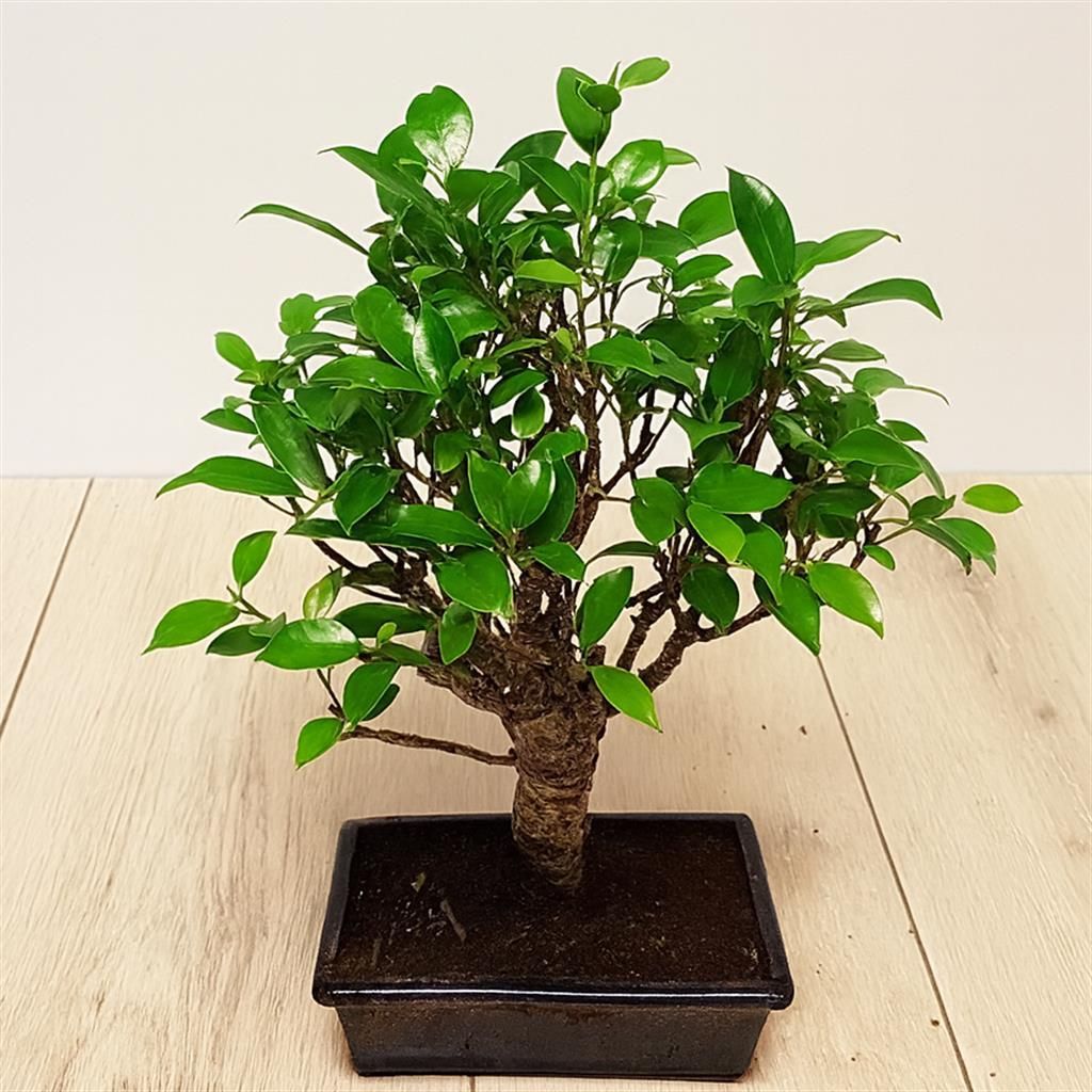 bonsai memmingen Chinese Elm Specimen Bonsai main image 0