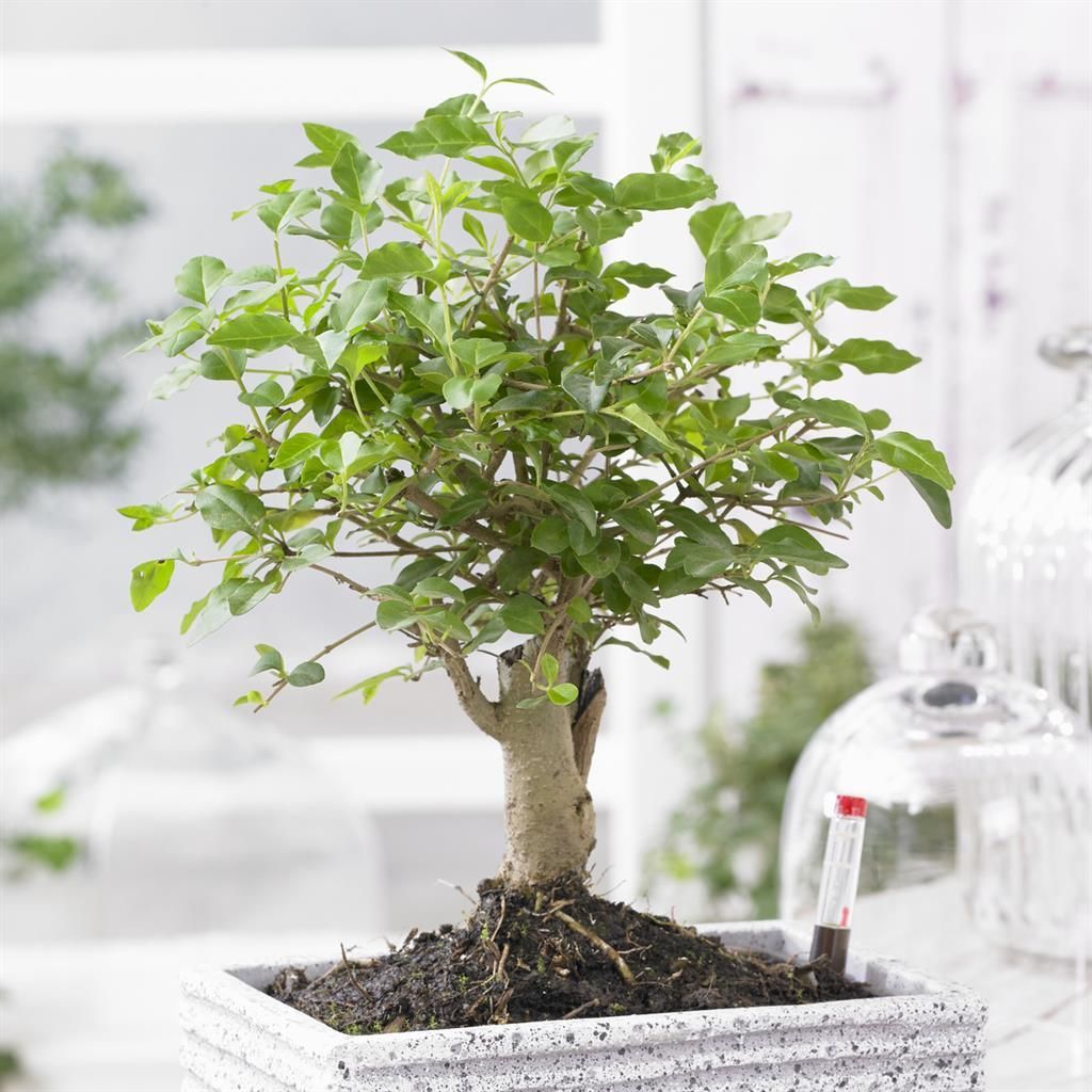 bambus schwarz Fargesia nitida 'Black Pearl'