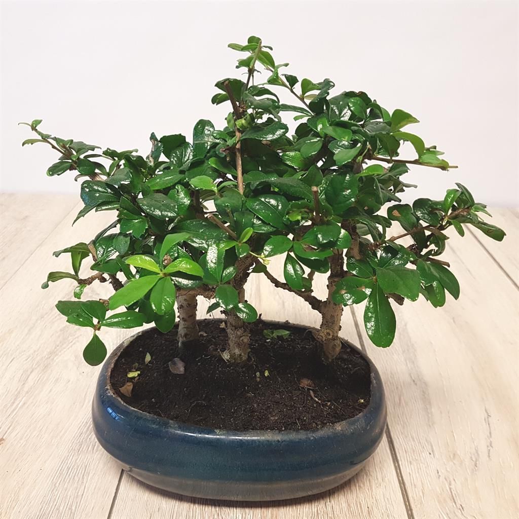 Bonsai gnstig kaufen - Meingartenshop.de