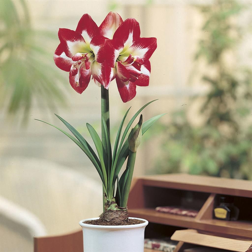 Amaryllis gnstig kaufen - Meingartenshop.de