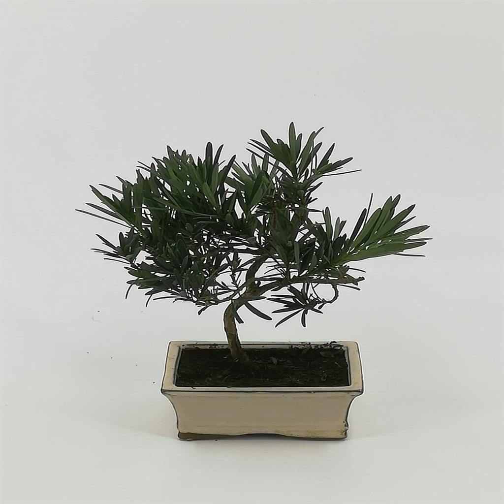 itoigawa juniper bonsai Bonsaify main image 1