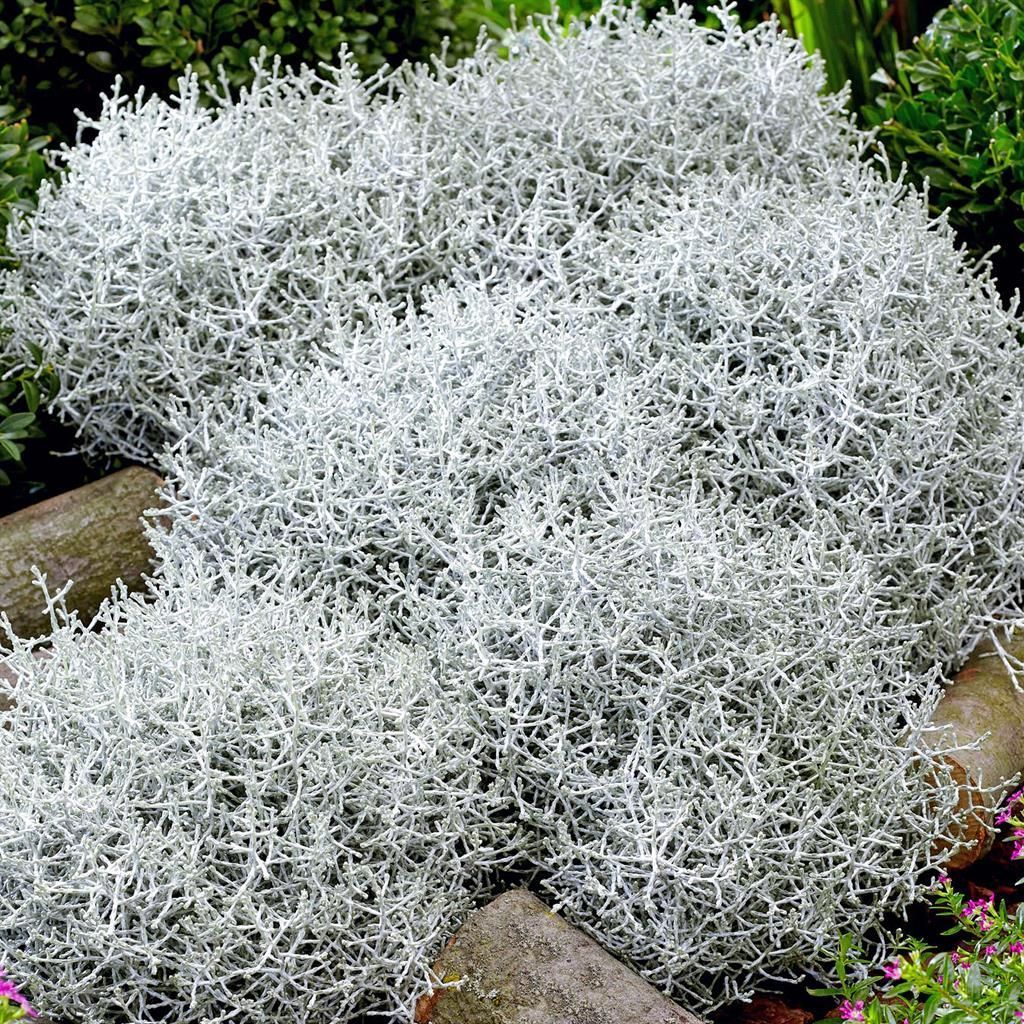 Graue Gartenpflanzen gnstig kaufen - Meingartenshop.de