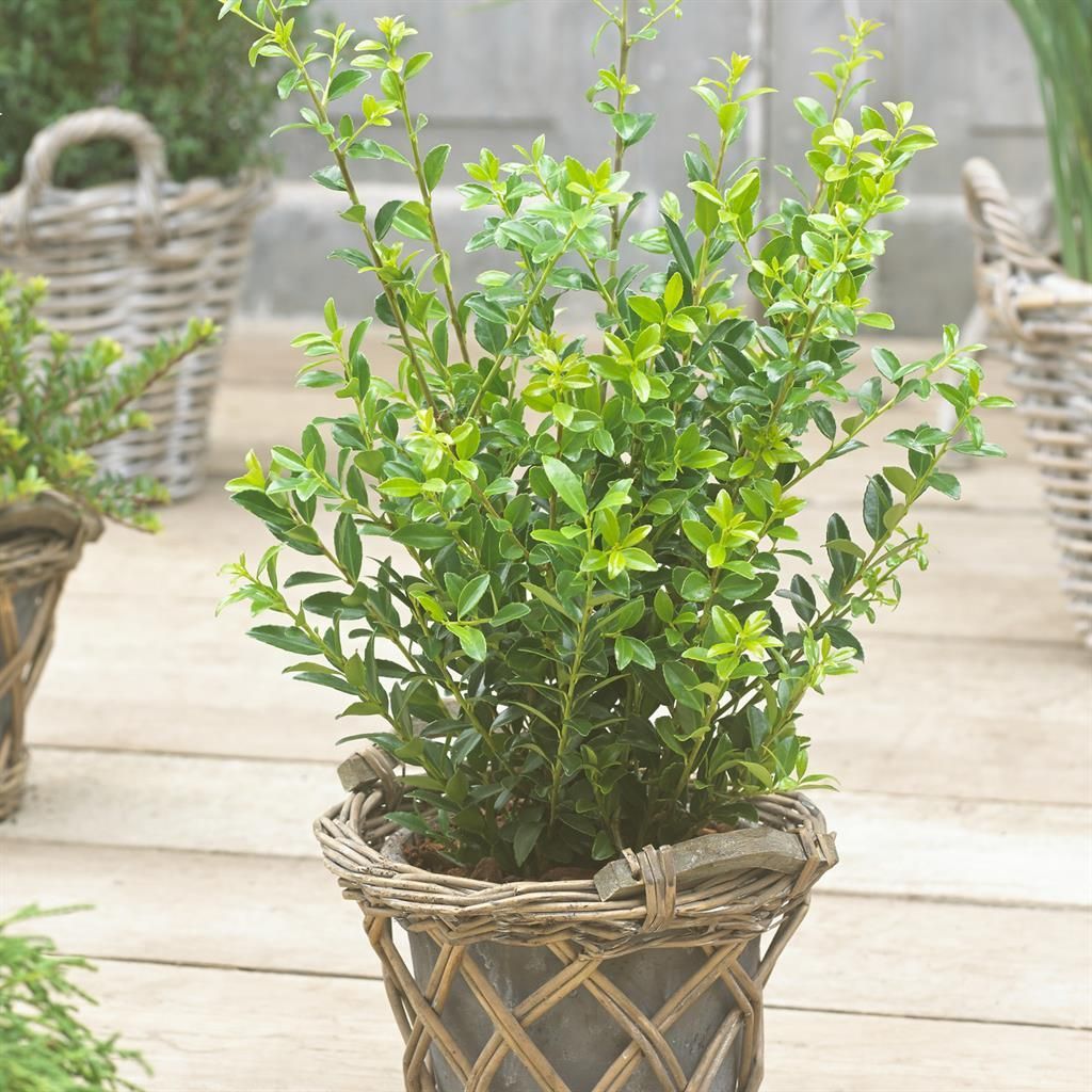 Stechpalme - Ilex gnstig kaufen - Meingartenshop.de