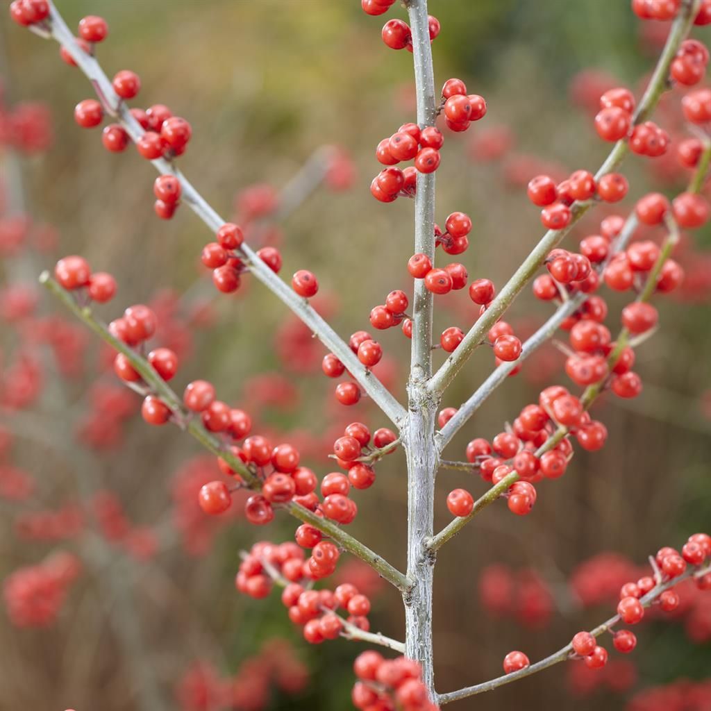 ilex crenata japanische stechpalme Ilex crenata main image 0