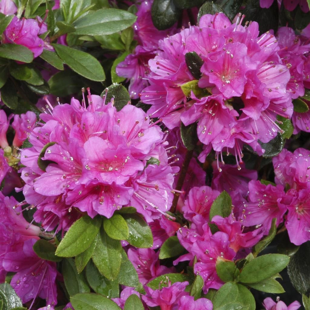 rhododendron mollis Rhododendron x kost 2gal Deciduous Mollis Azalea or/yel/salmon main image 0