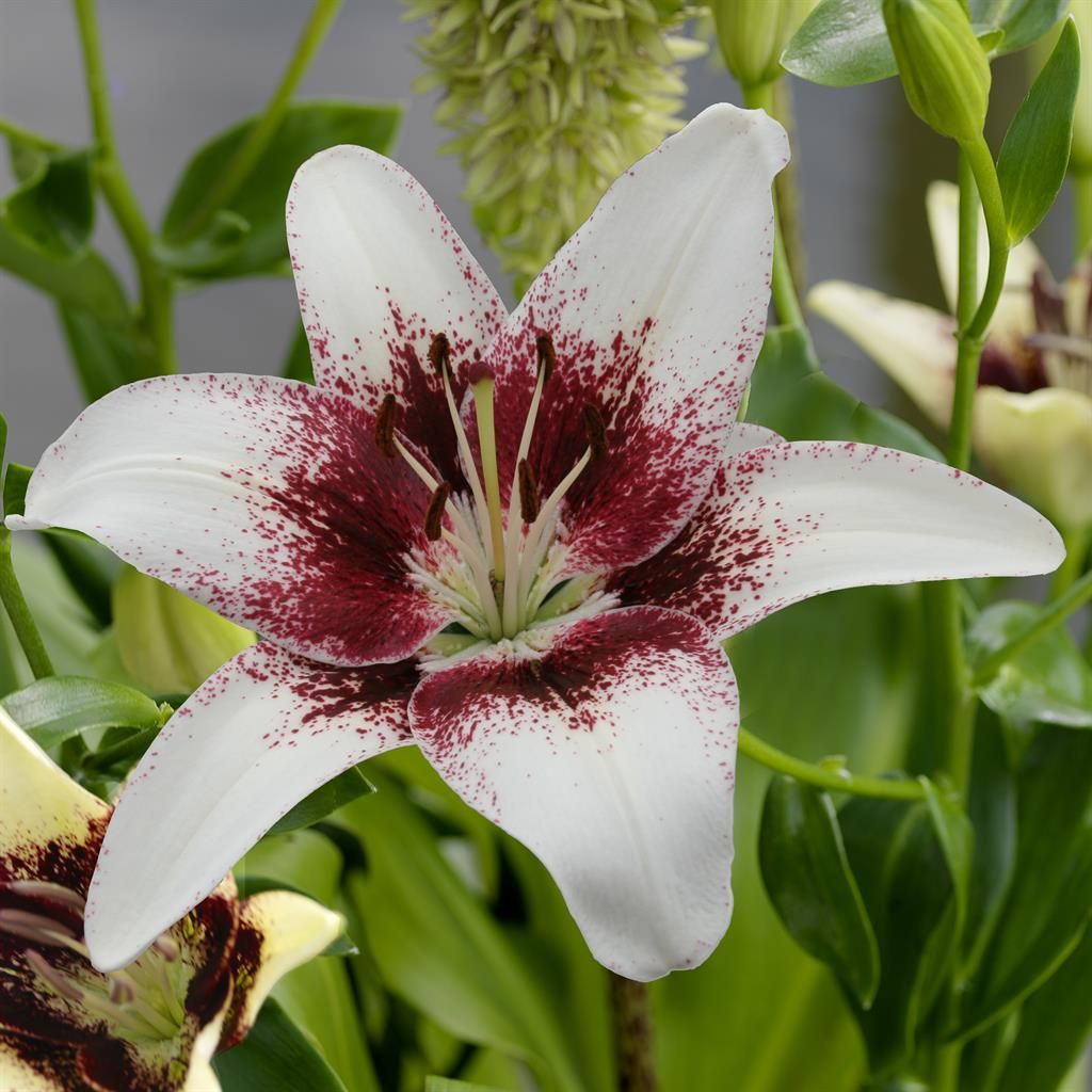 spathiphyllum diamond variegata Spathiphyllum Diamond | Peace Lily Variegated