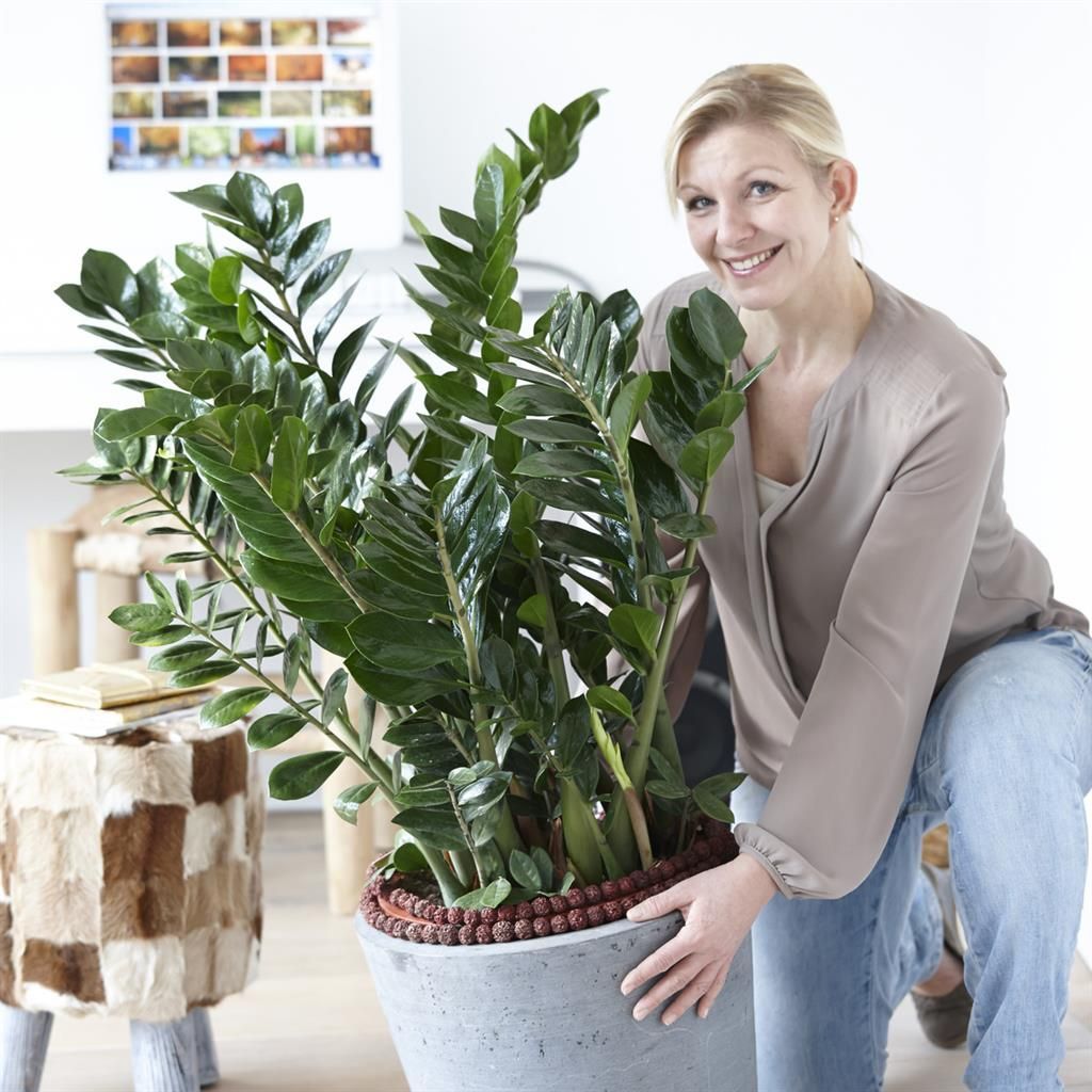 Zamioculcas  Pflegeleichte Zimmerpflanze