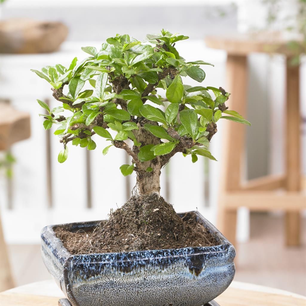 Bonsai Carmona  Innen-Bonsai