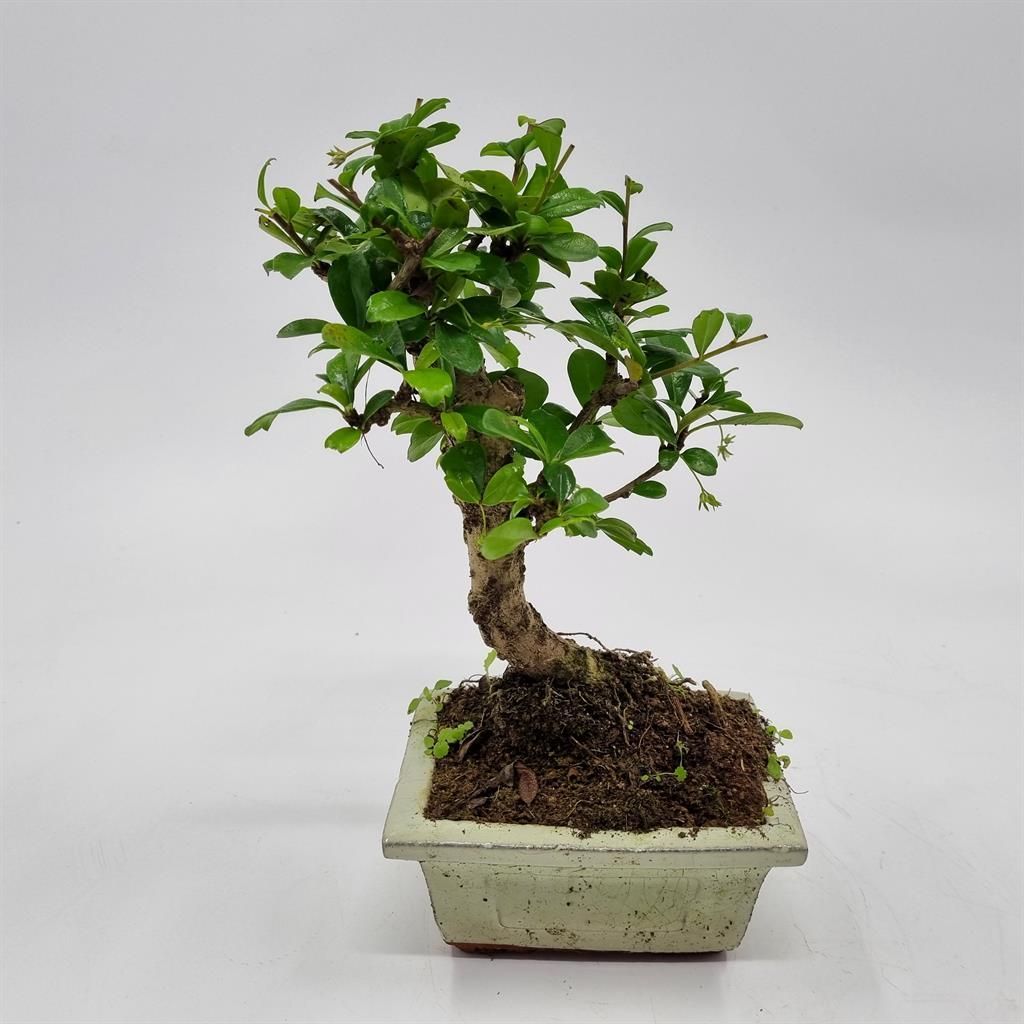 Bonsai Carmona Broom - Kaufen Sie schne Bonsai Carmona Broom online bei  MeinGartenShop
