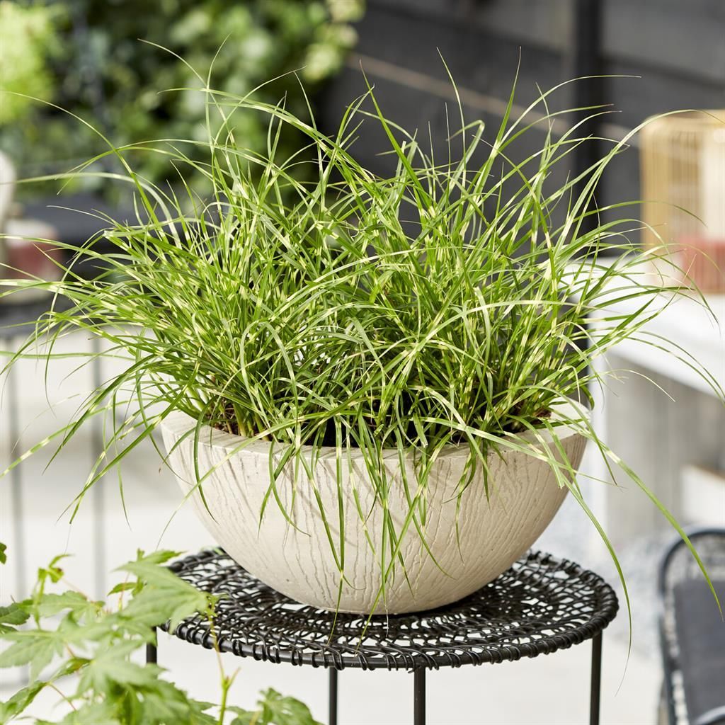 Miscanthus - Chinaschilf gnstig kaufen - Meingartenshop.de