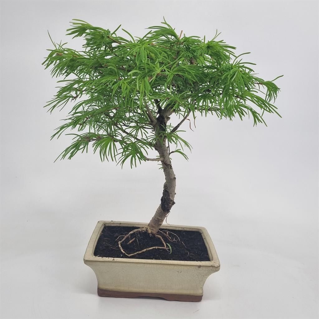 Bonsai Pseudolarix 4050 cm | Pyramidenform