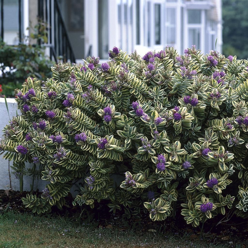 Hebe andersonii 'Princetta' 2030 cm | Gartenpflanzen