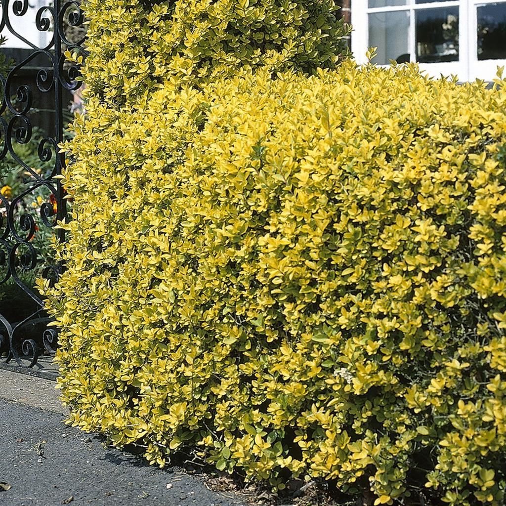 Gelbe Gartenpflanzen gnstig kaufen - Meingartenshop.de