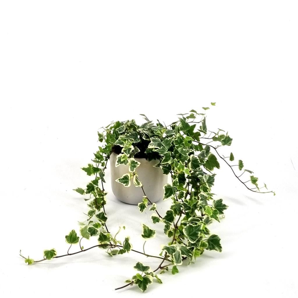 meloformis variegata Euphorbia Meloformis Variegata Cactus House Plant in 10.5cm Pot – Plants  For All Seasons
